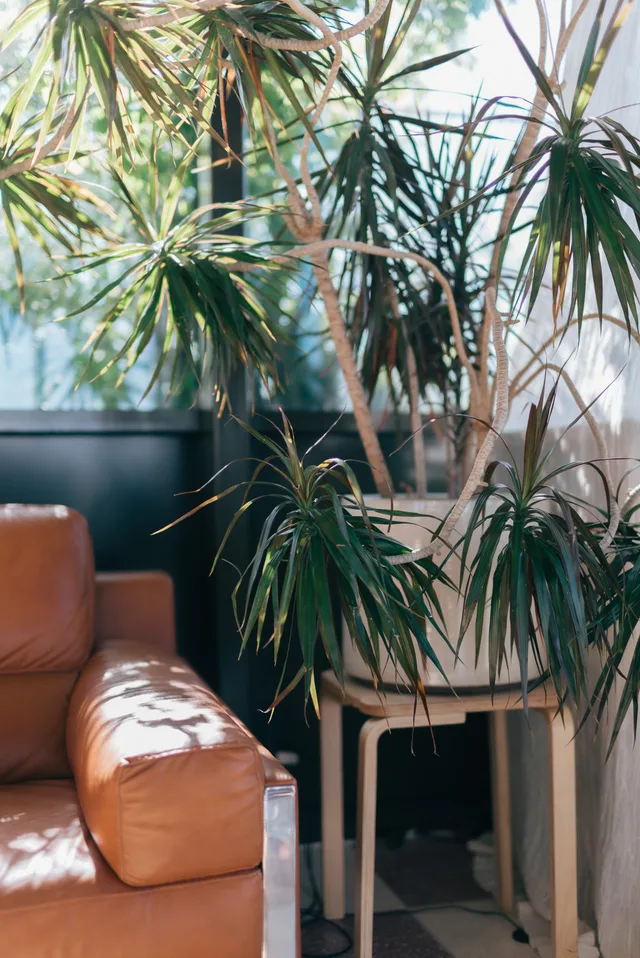 Leather sofa surrounded by plants in the sunlit lounge